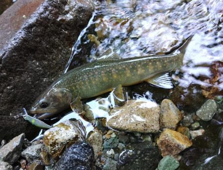 雨の谷でイワナ釣り